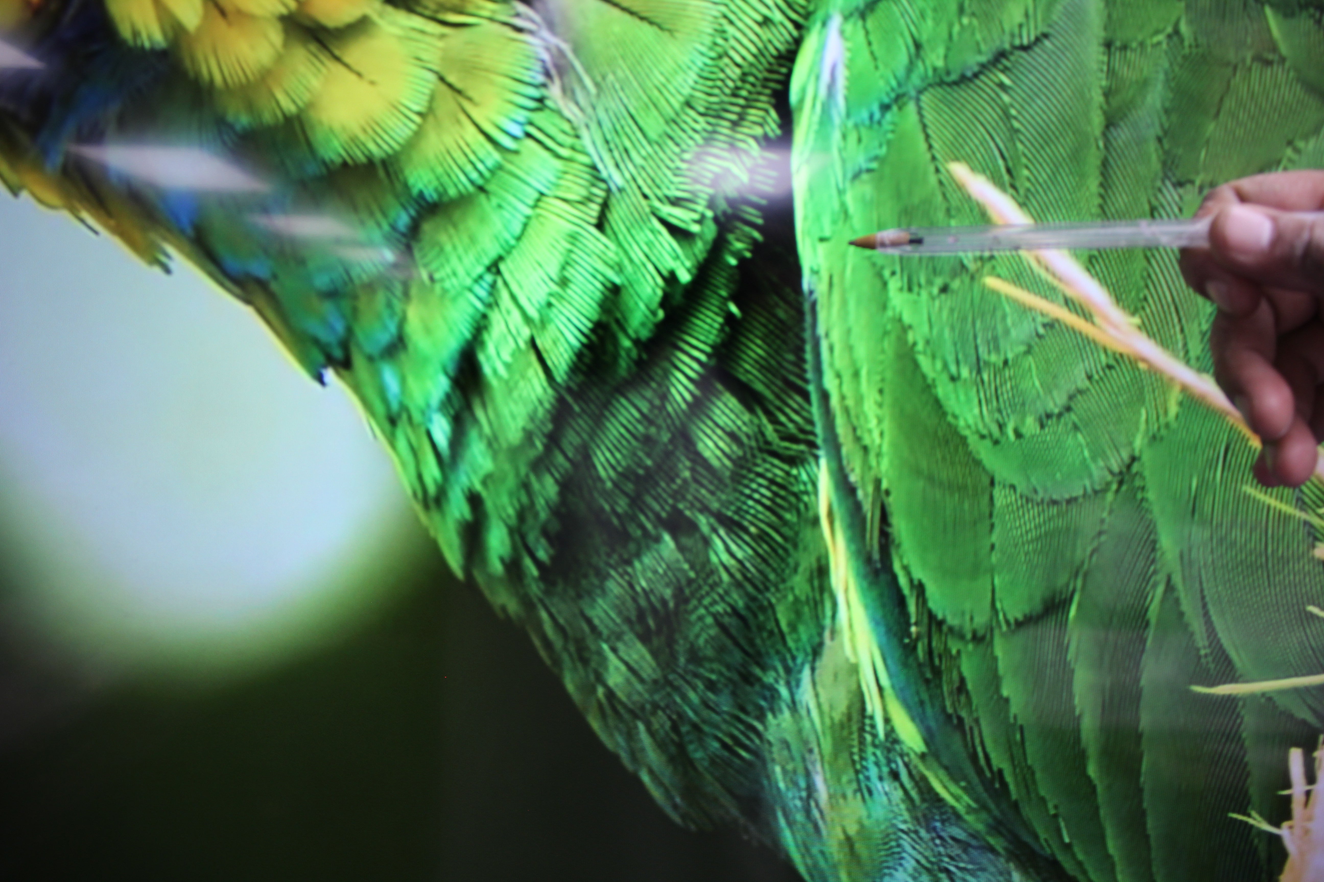 65" Sony Bravia KD65XE8596BU 4K Ultra HD Android Smart LED TV - Electronic World TV