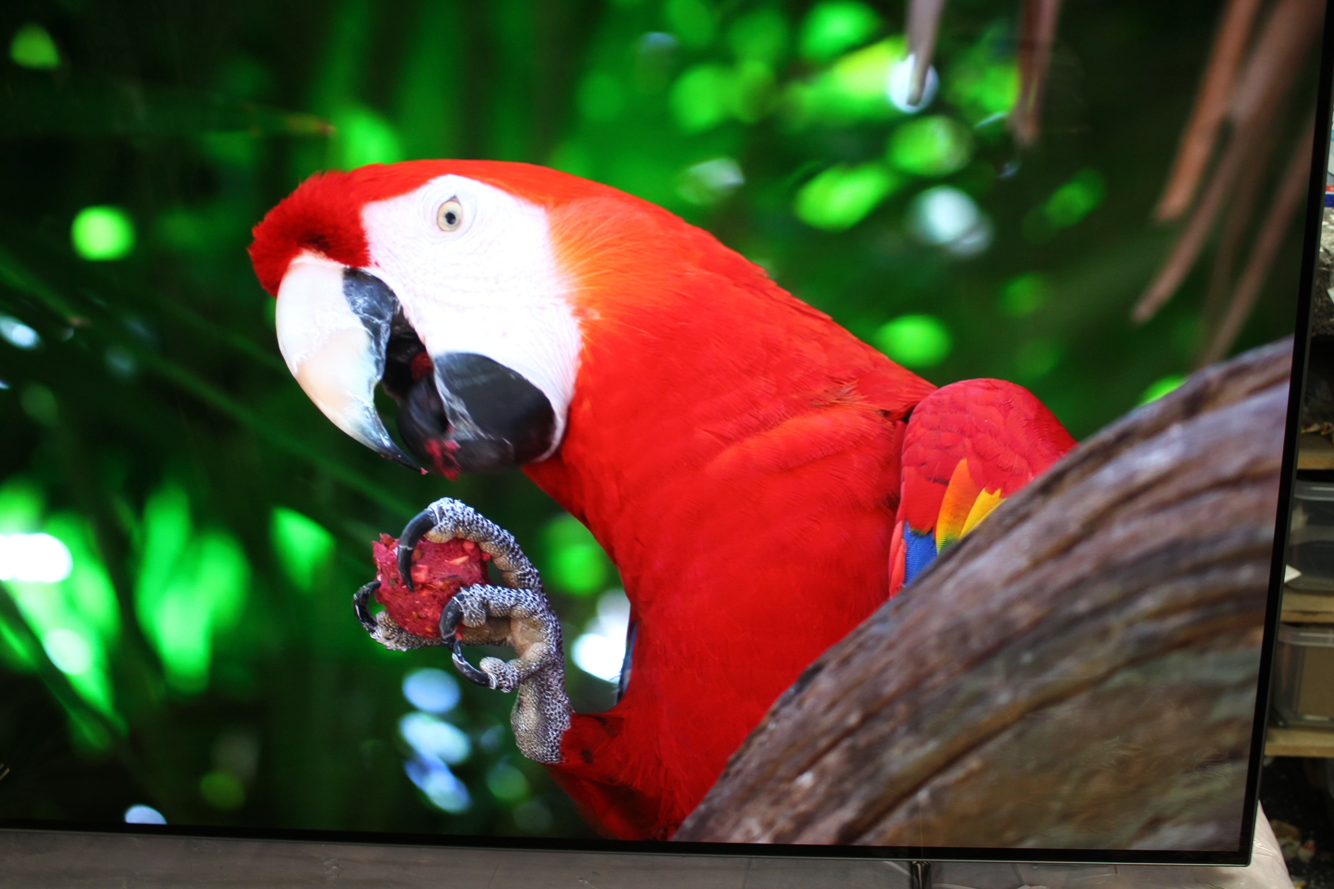 55" Philips 55OLED805/12 Ambilight 4K HDR Android Smart OLED TV - Electronic World TV