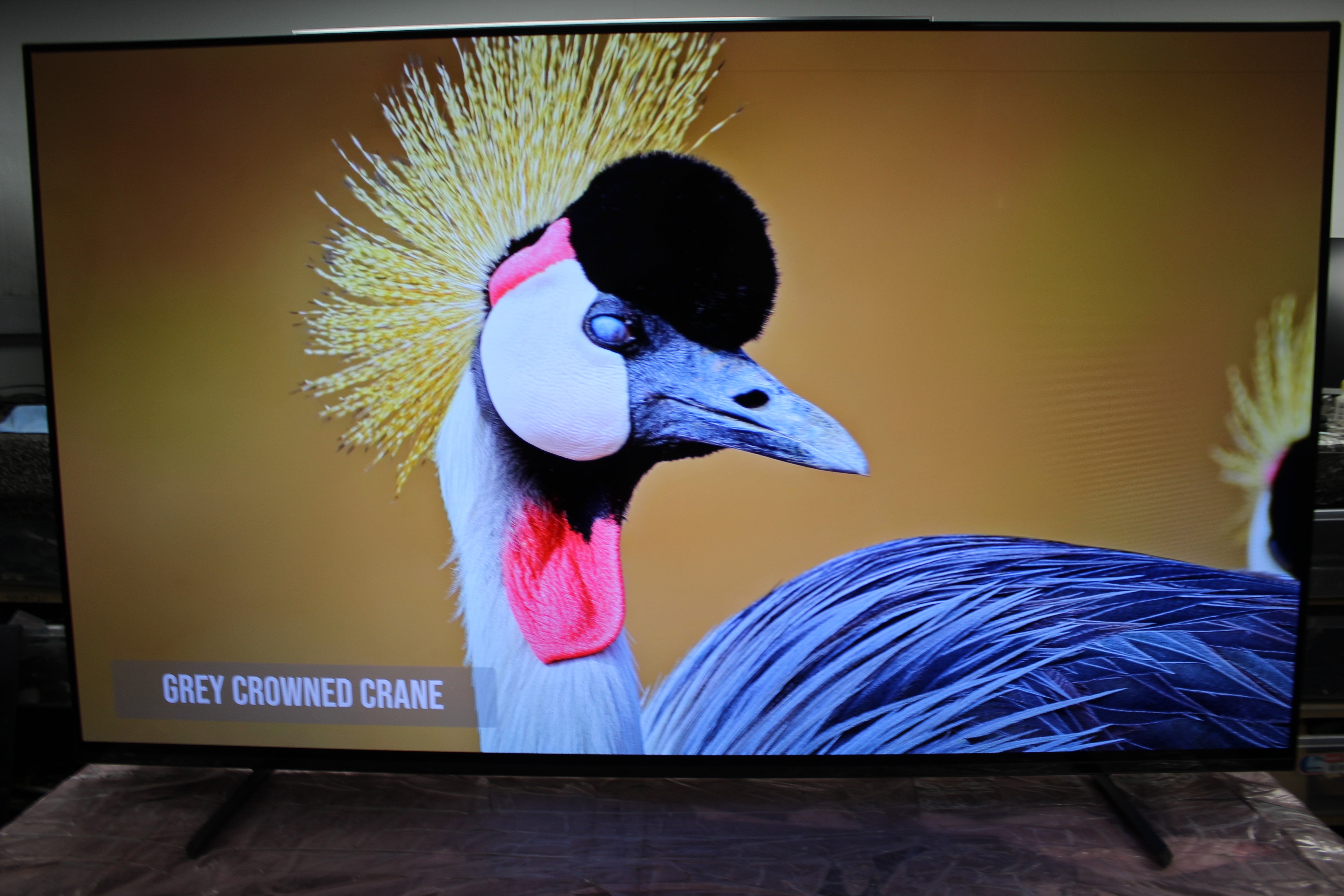 55" Sony Bravia XR55A80LU 4K HDR Google Smart OLED TV - Electronic World TV